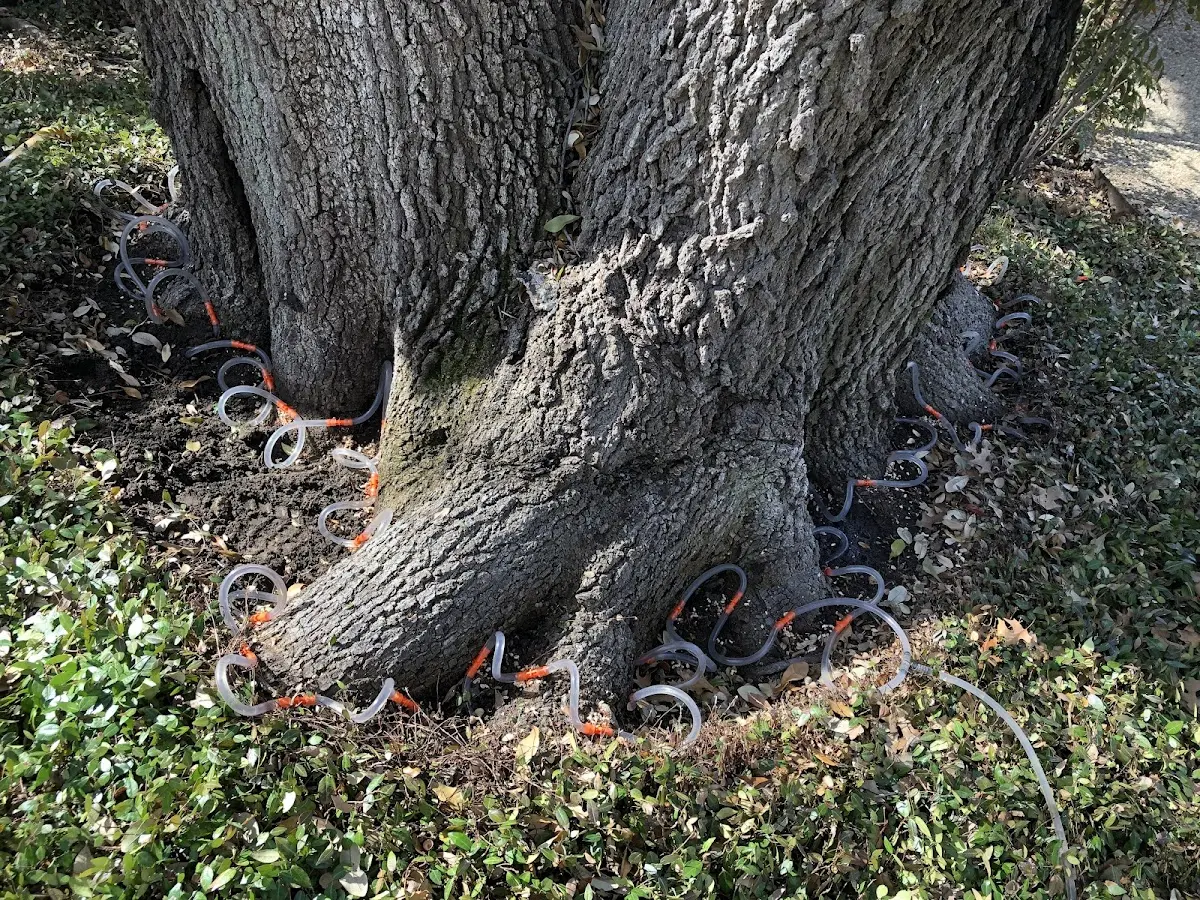 Detailed Tree Cabling and Bracing job site in Churchton