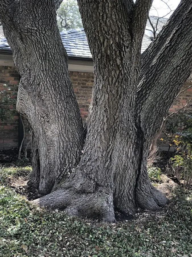 Mature heritage tree close to a Churchton property cared for by certified arborists
